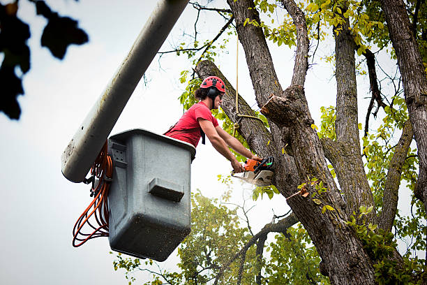 Langdon, ND Tree Removal and Landscaping Services Company